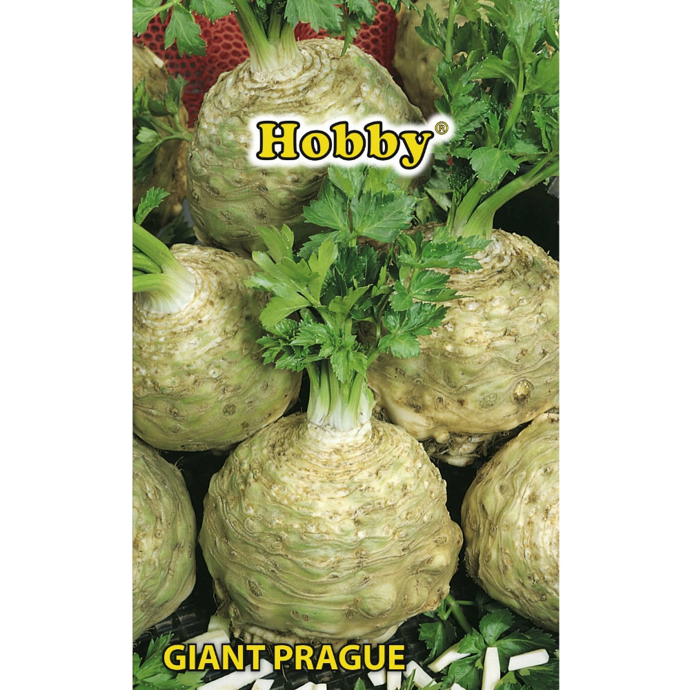 Seminte legume Telina Giant Prague HOBBY