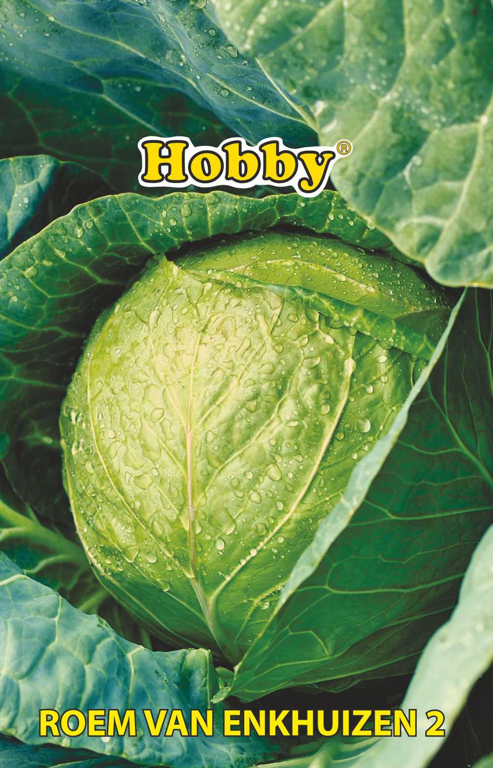 Seminte varza Gloria  Hobby