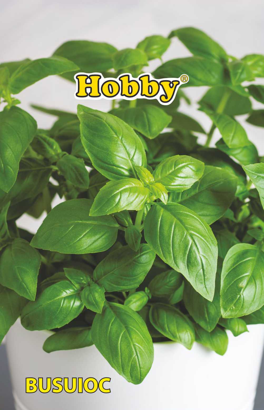 Seminte busuioc  Hobby