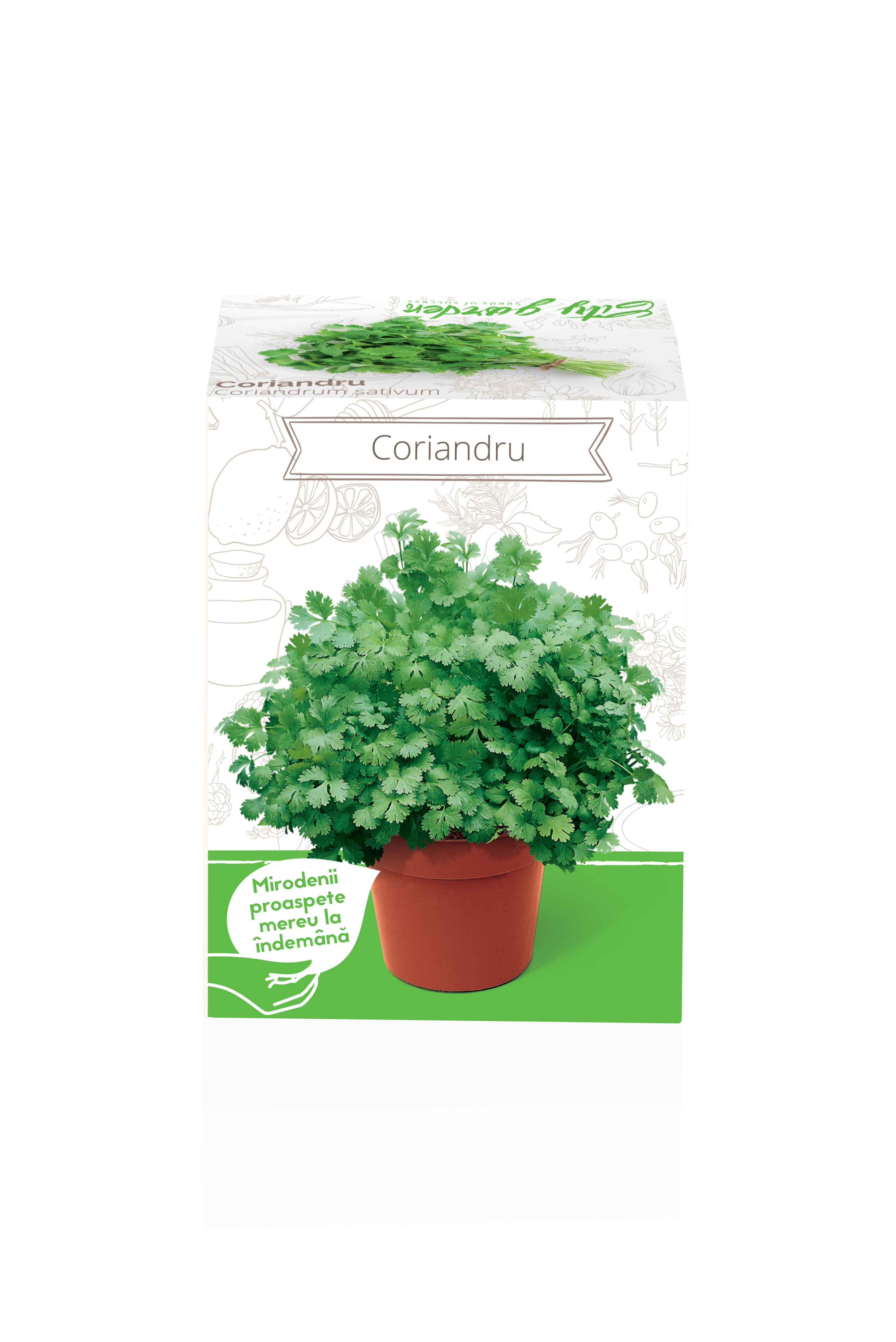 Coriandru Coriandrum Sativum