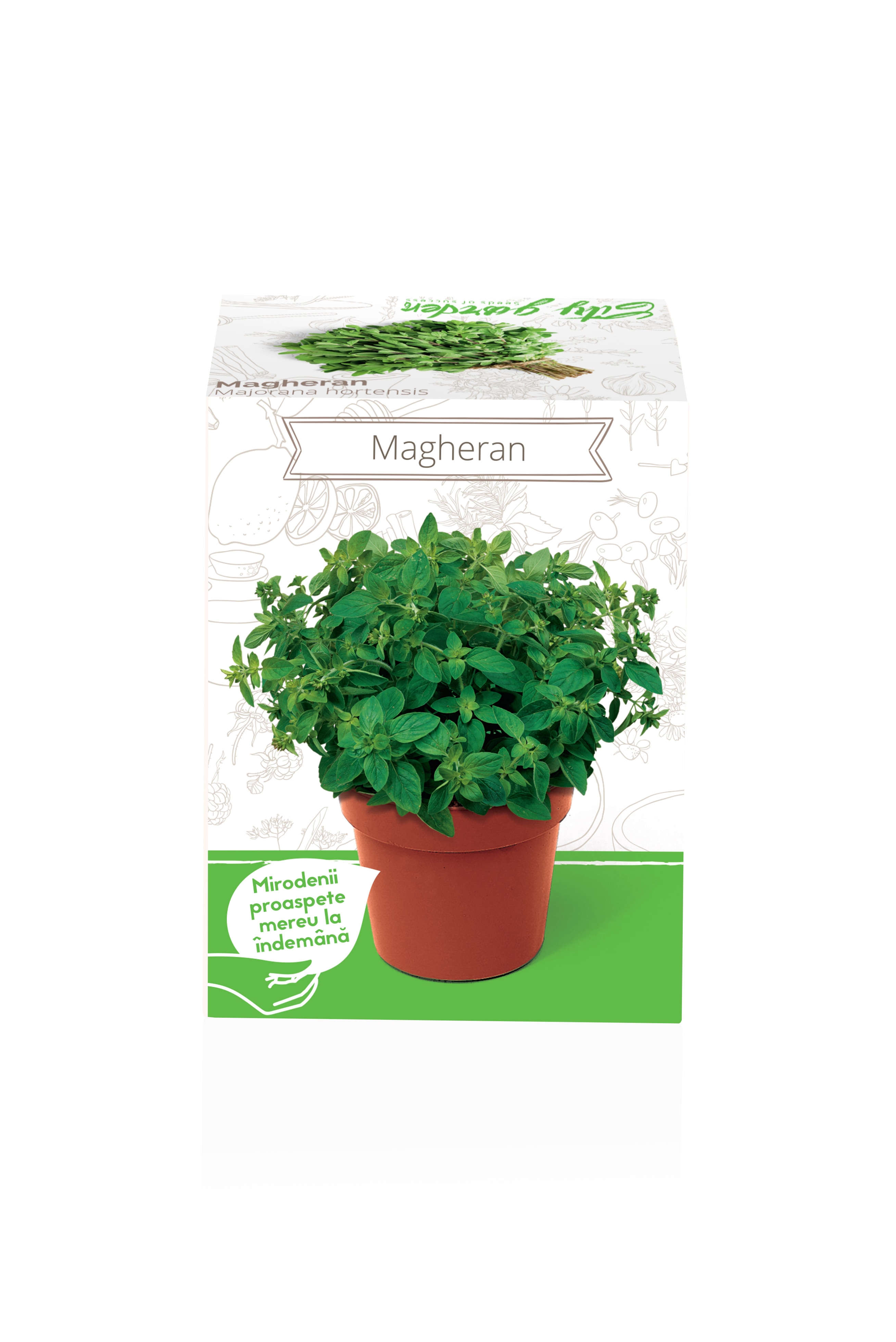 Magheran Majorana Hortensis