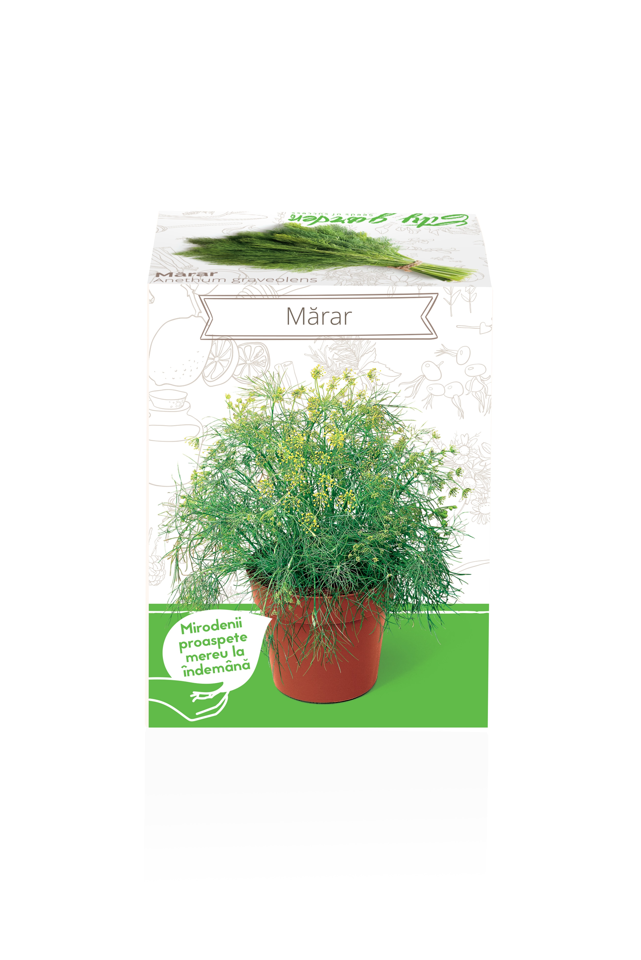 Marar Anethum Graveolens