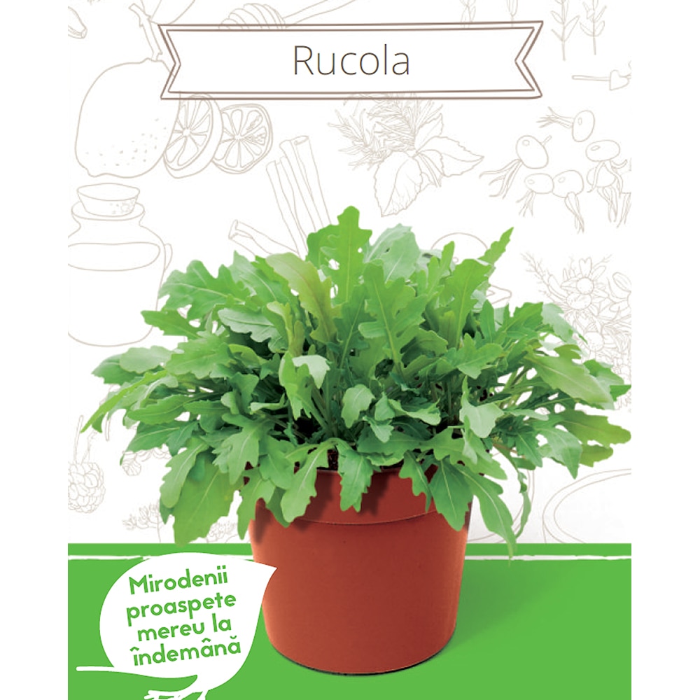 Kit plantare Rucola YURTA, 135 g