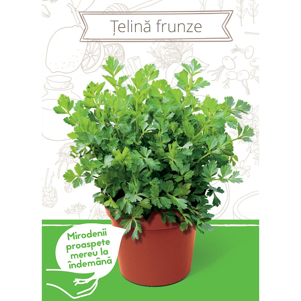 Kit plantare Telina frunze Apium Graveoles YURTA, 135 g