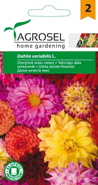 Dahlia Variabilis 1G Plic