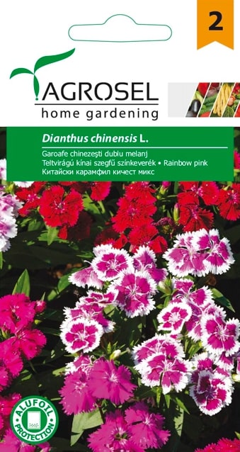 Dianthus Chinensis 1G Plic