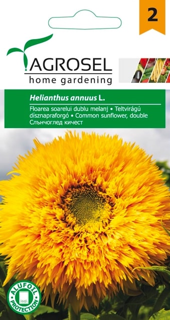 Helianthus Annus 3G Plic