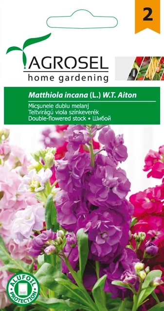 Matthiola Incana 1G Plic