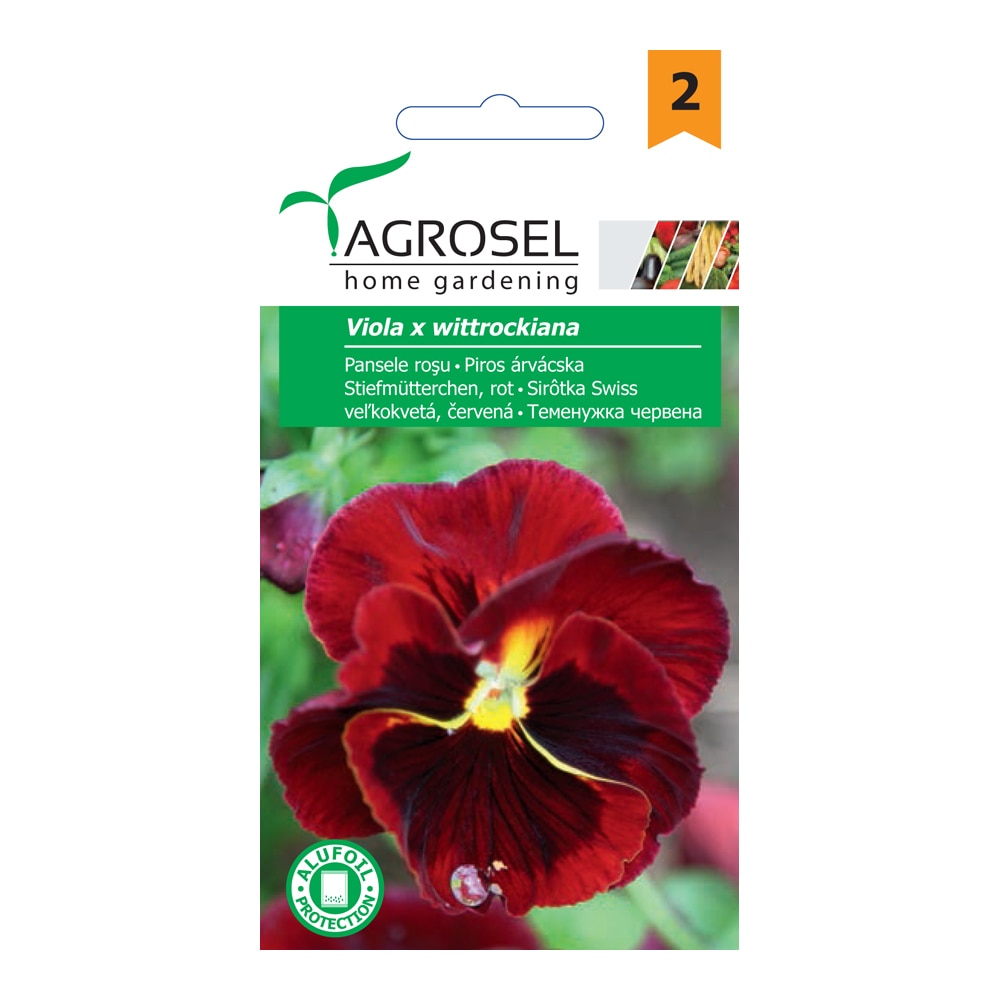 Gratulatio Viola 0.25G Plic