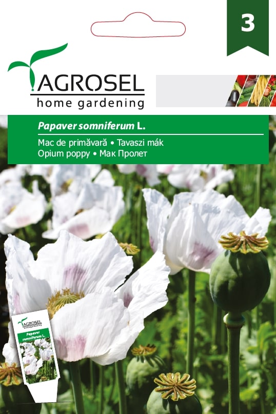 Mac De Primavara Price