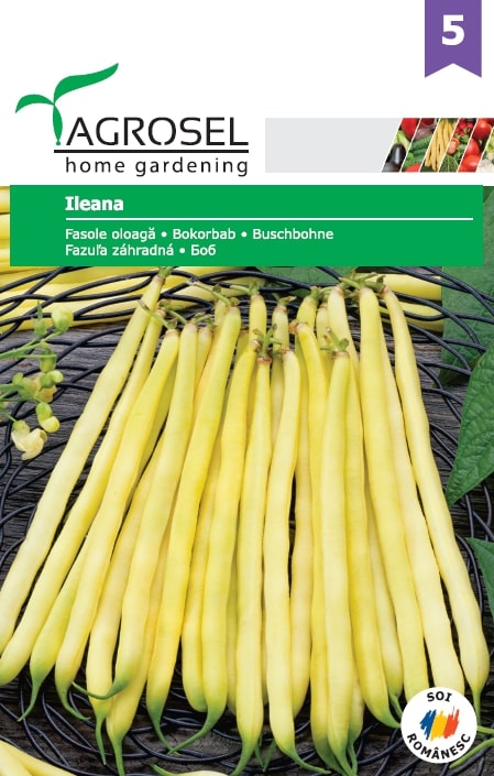 Fasole Ileana  Agrosel