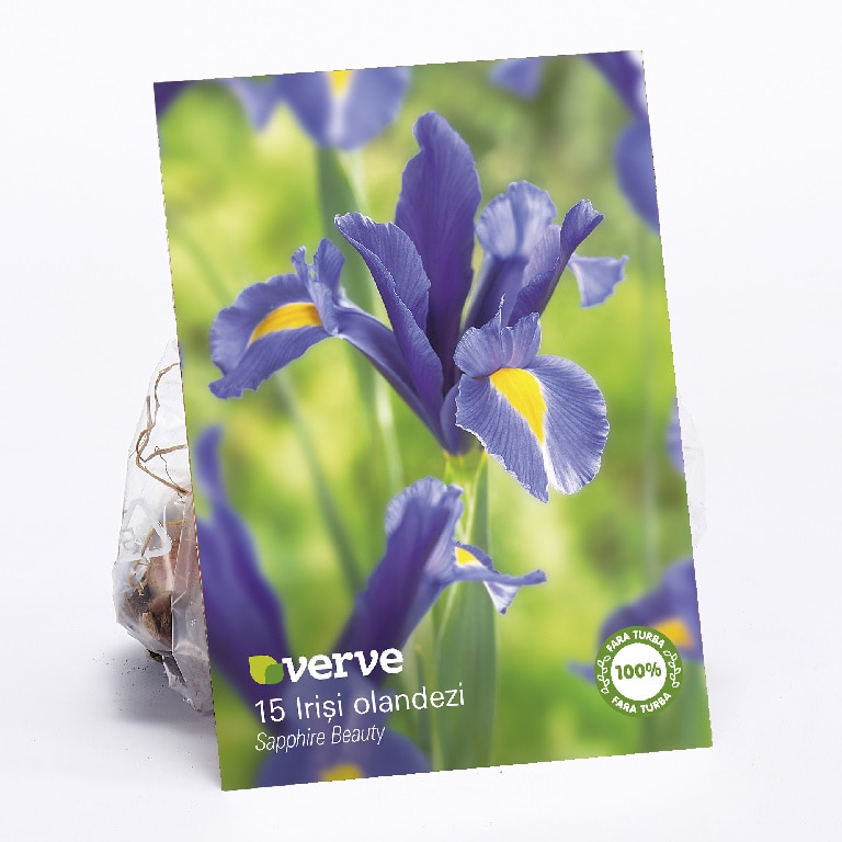 Bulbi iris Sapphire Beauty  Verve