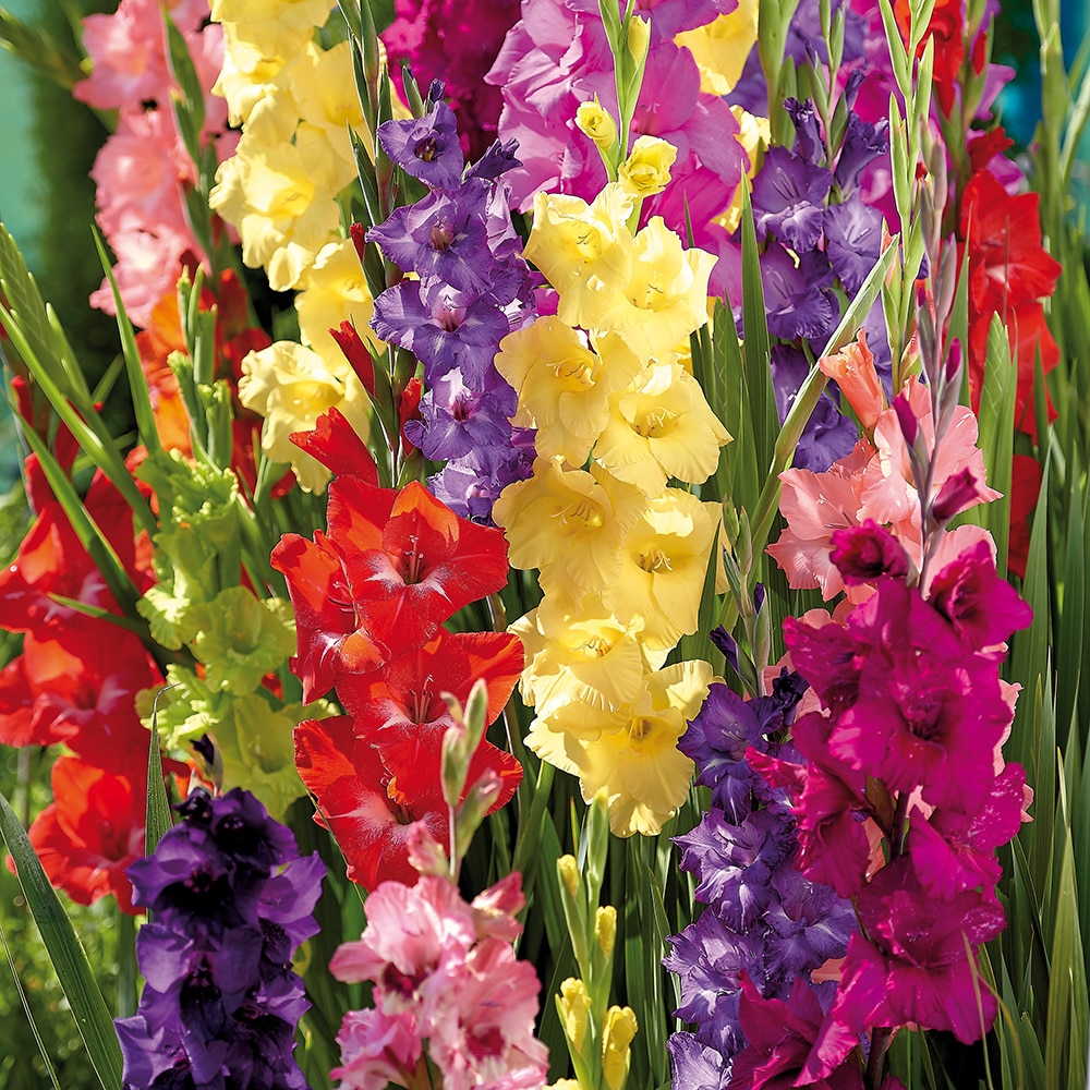 Bulb VERVE Gladiola, multicolor