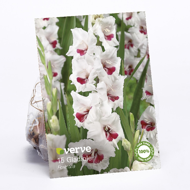 Bulbi VERVE Gladiole Fiorentina, alb