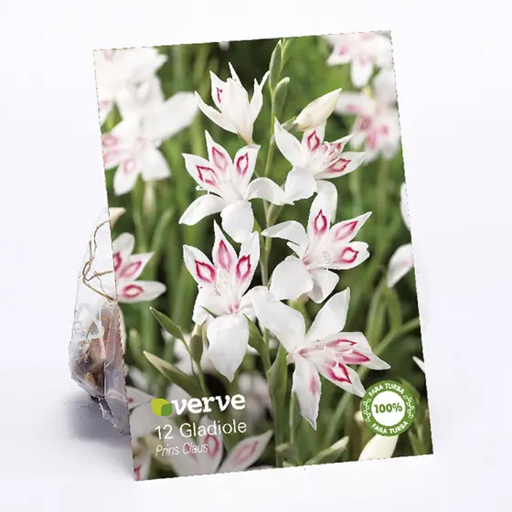 Bulbi Gladiola Prince Claus VERVE, alb-roz