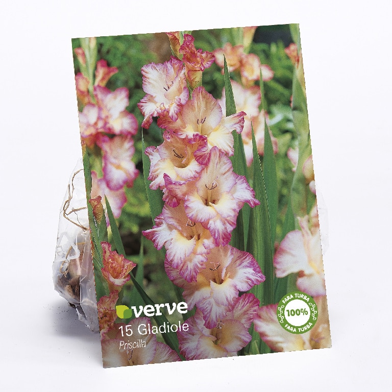 Bulbi VERVE Gladiole Priscilla, roz