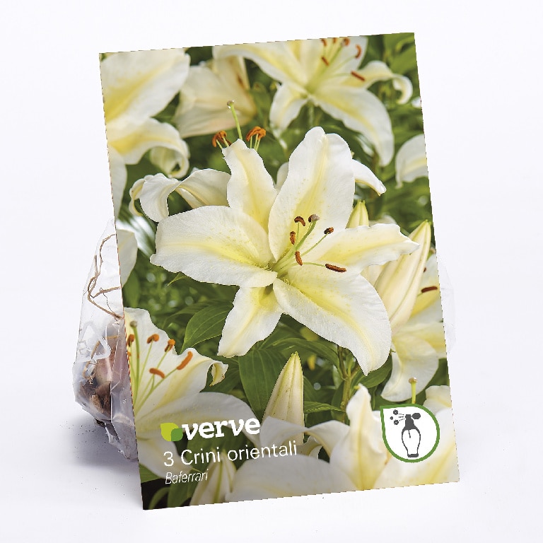 Bulbi VERVE Crin Baferrari, alb