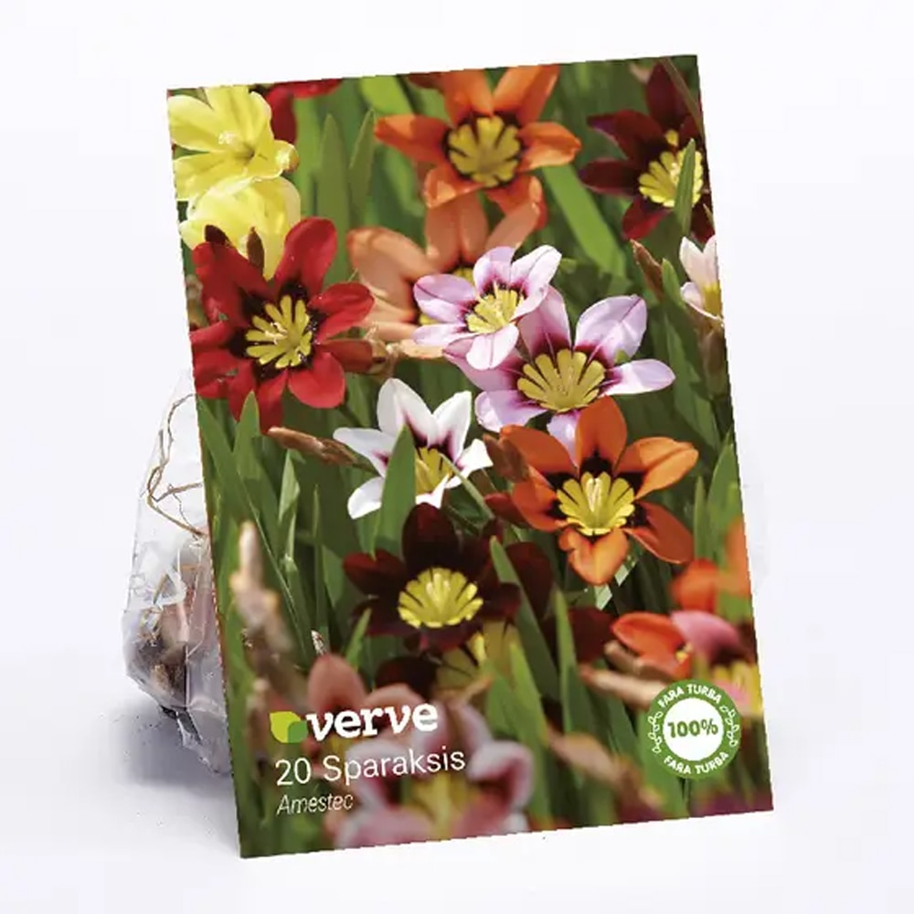 Bulbi Sparaxis VERVE, mix