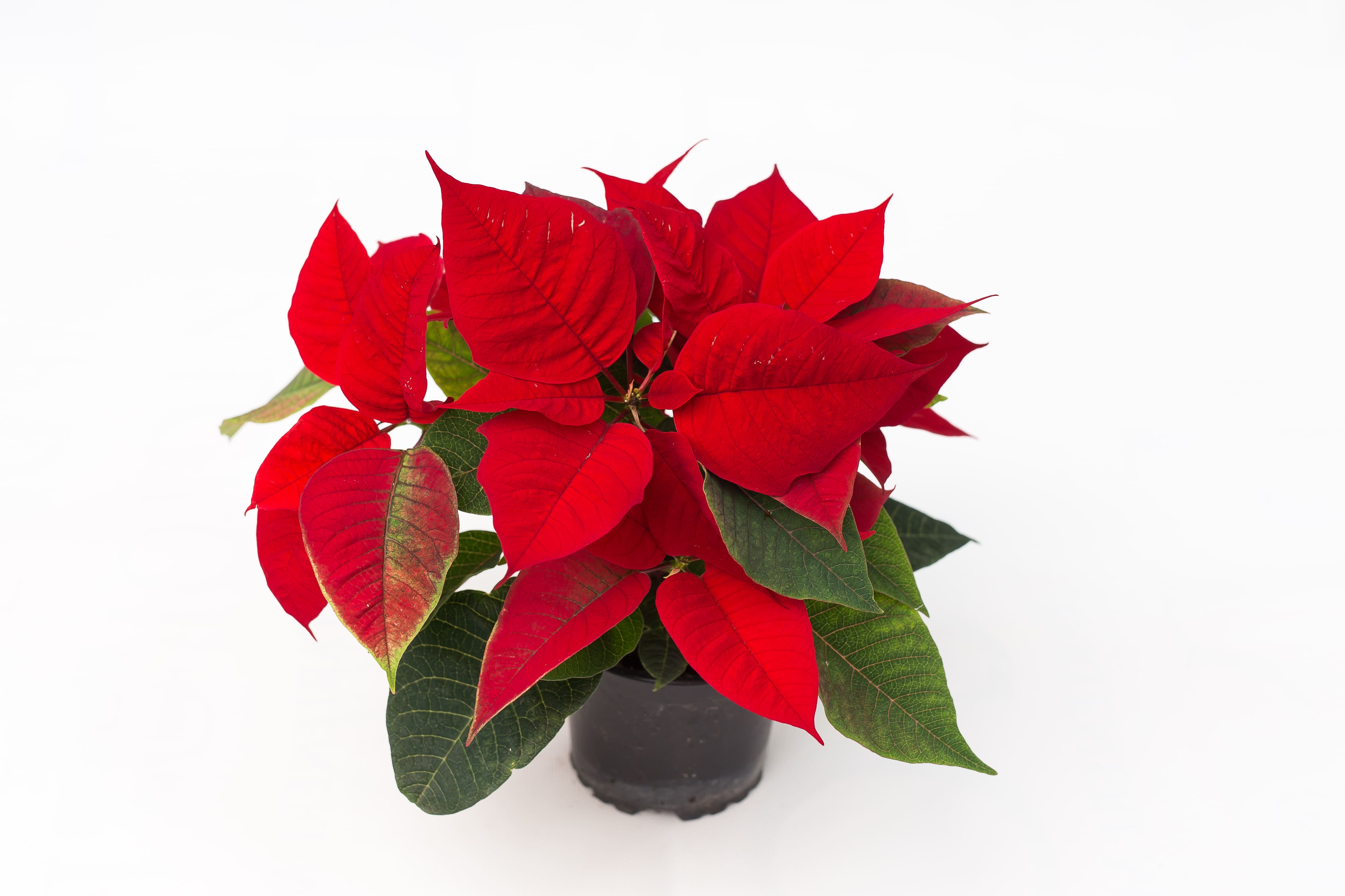 Craciunita, in ghiveci, 13 cm