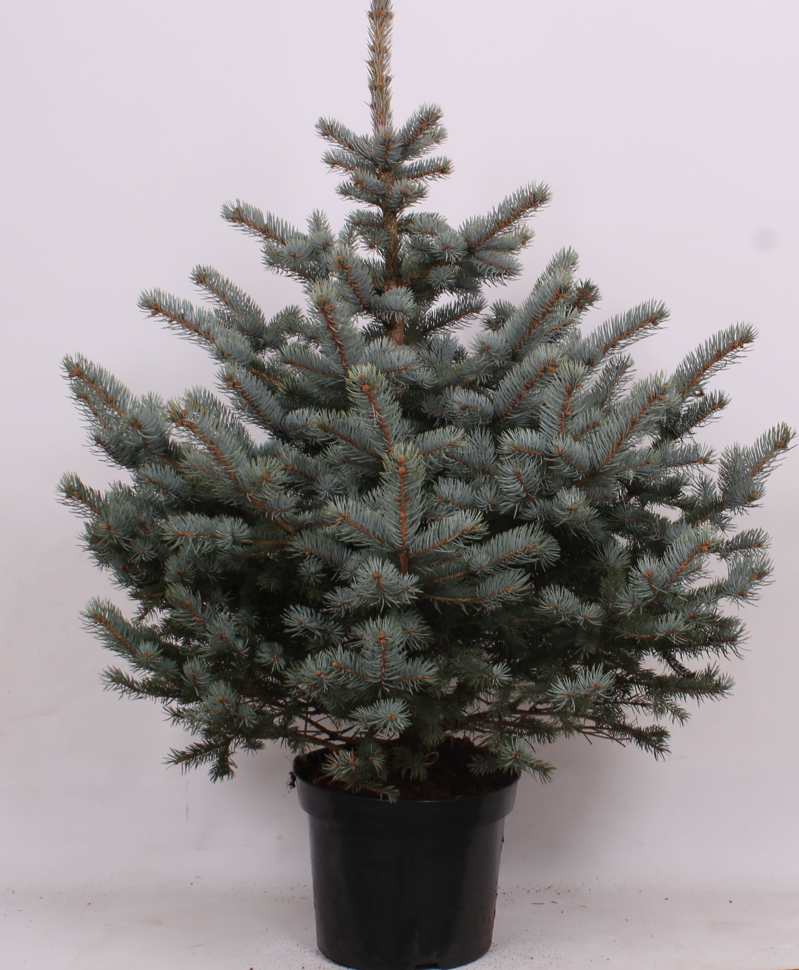 Brad natural crescut in ghiveci, Picea Punges, 120 - 140 cm