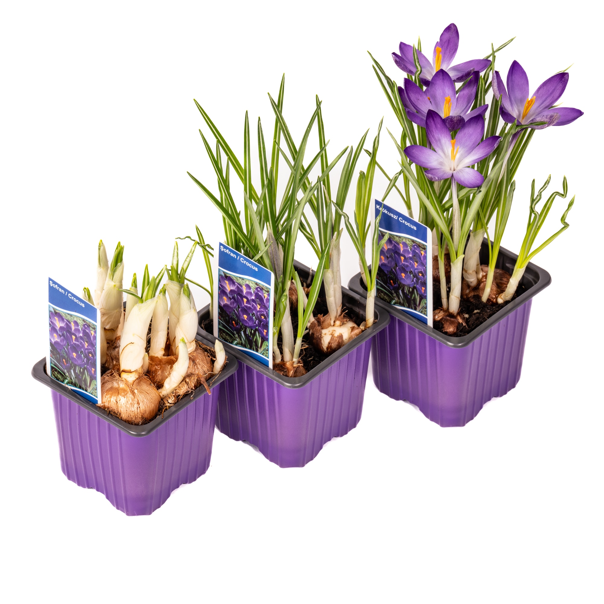 Crocus Vernus 7