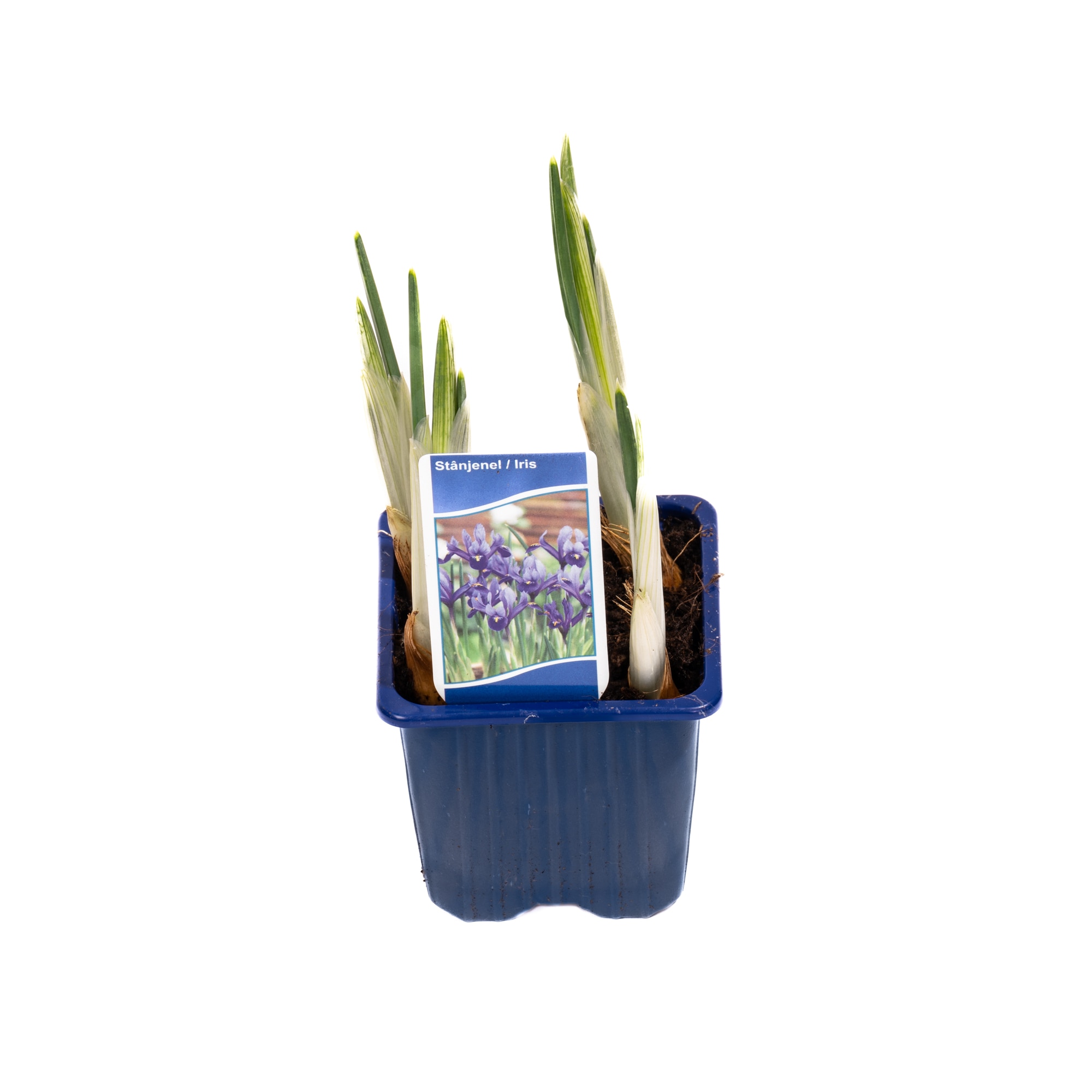 Floare De Iris