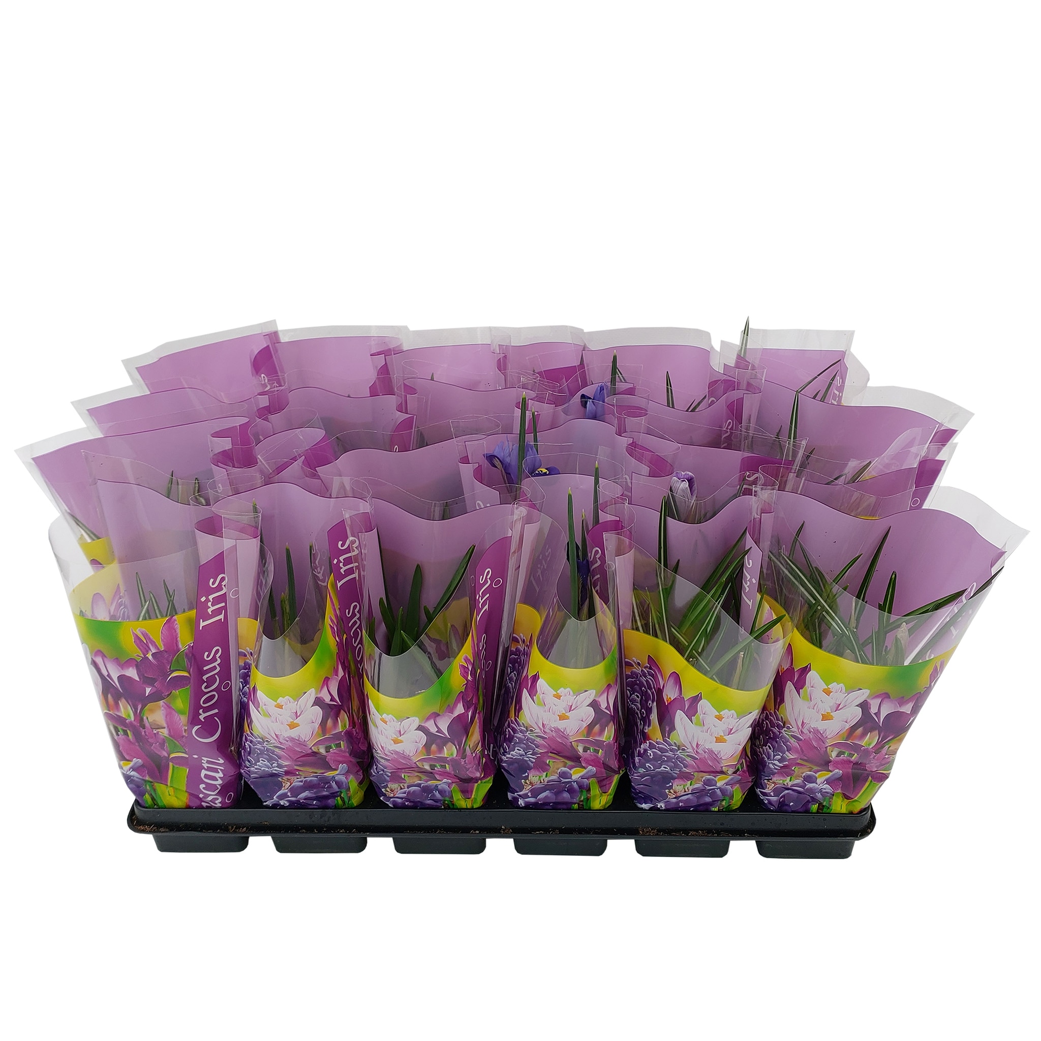 Bulbi Mix Cu Celofan Color 7