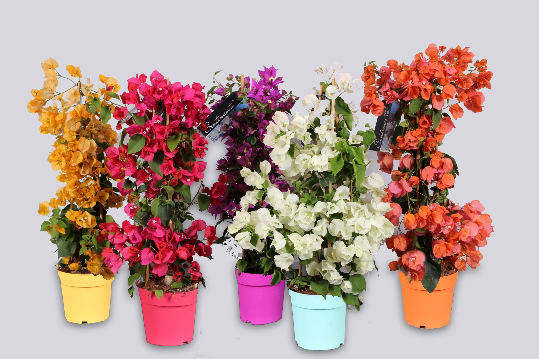 Bougainvillea colorata, in ghiveci, 17 cm