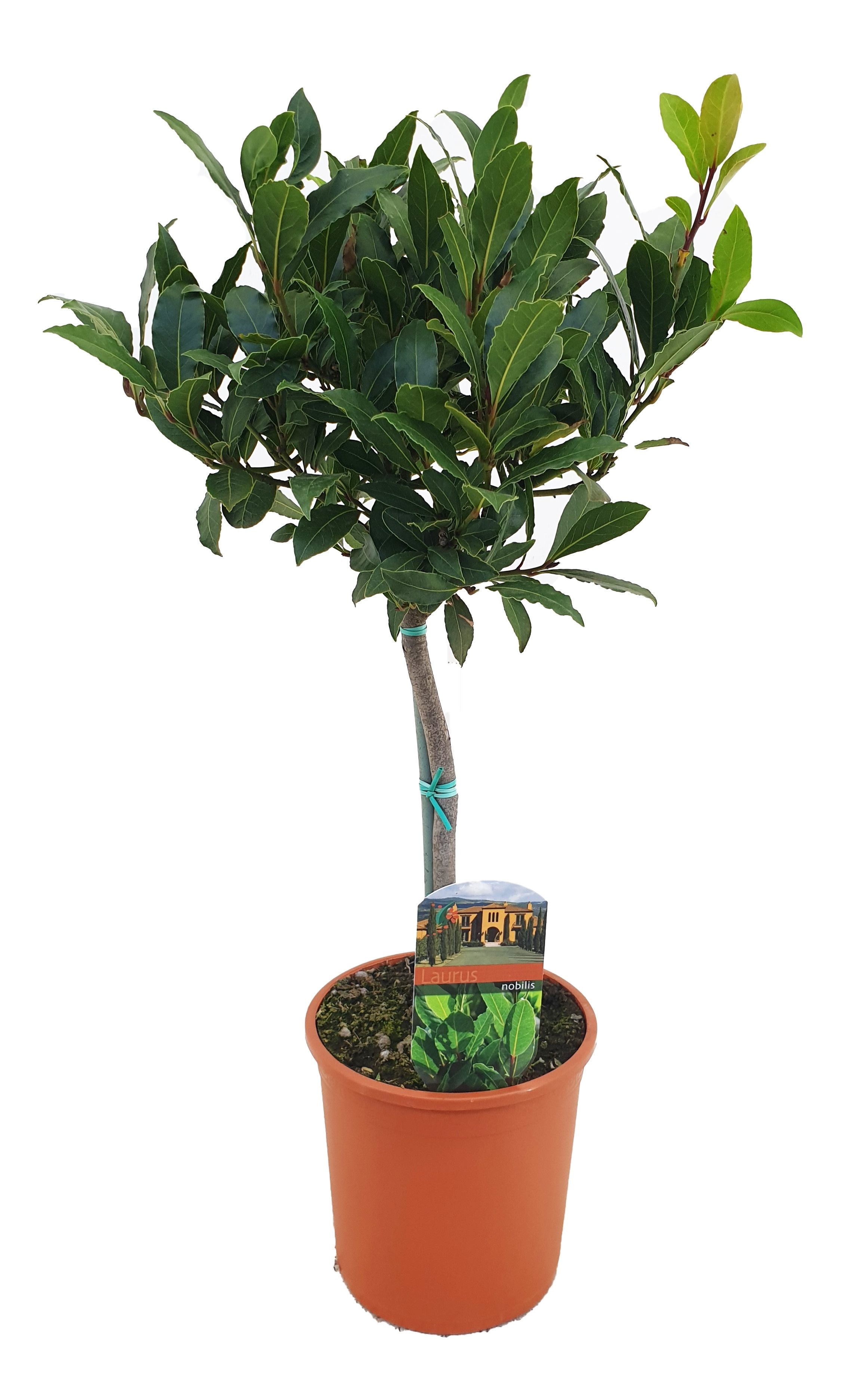 Dafin, in ghiveci, 15 cm