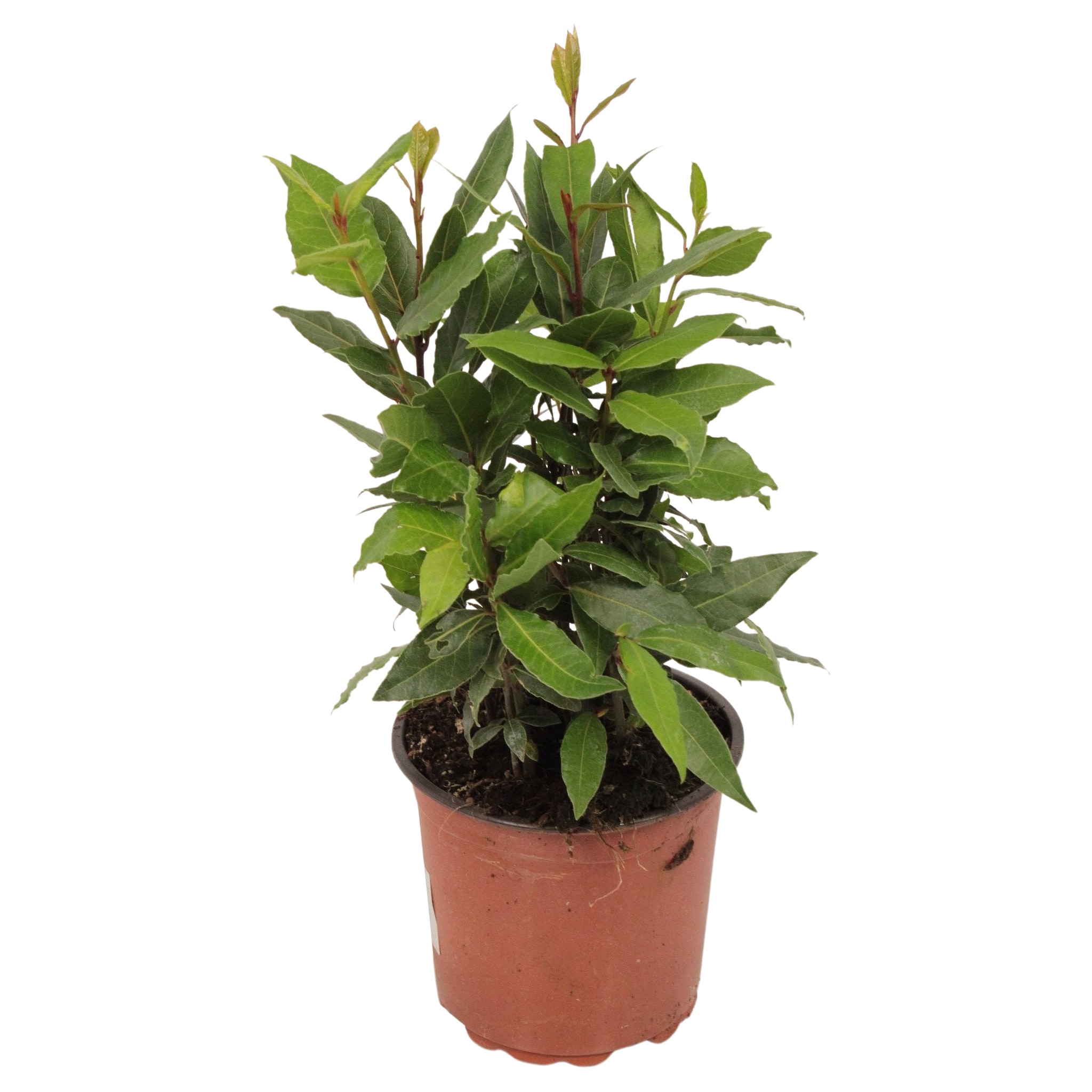 Dafin, in ghiveci, 15 cm