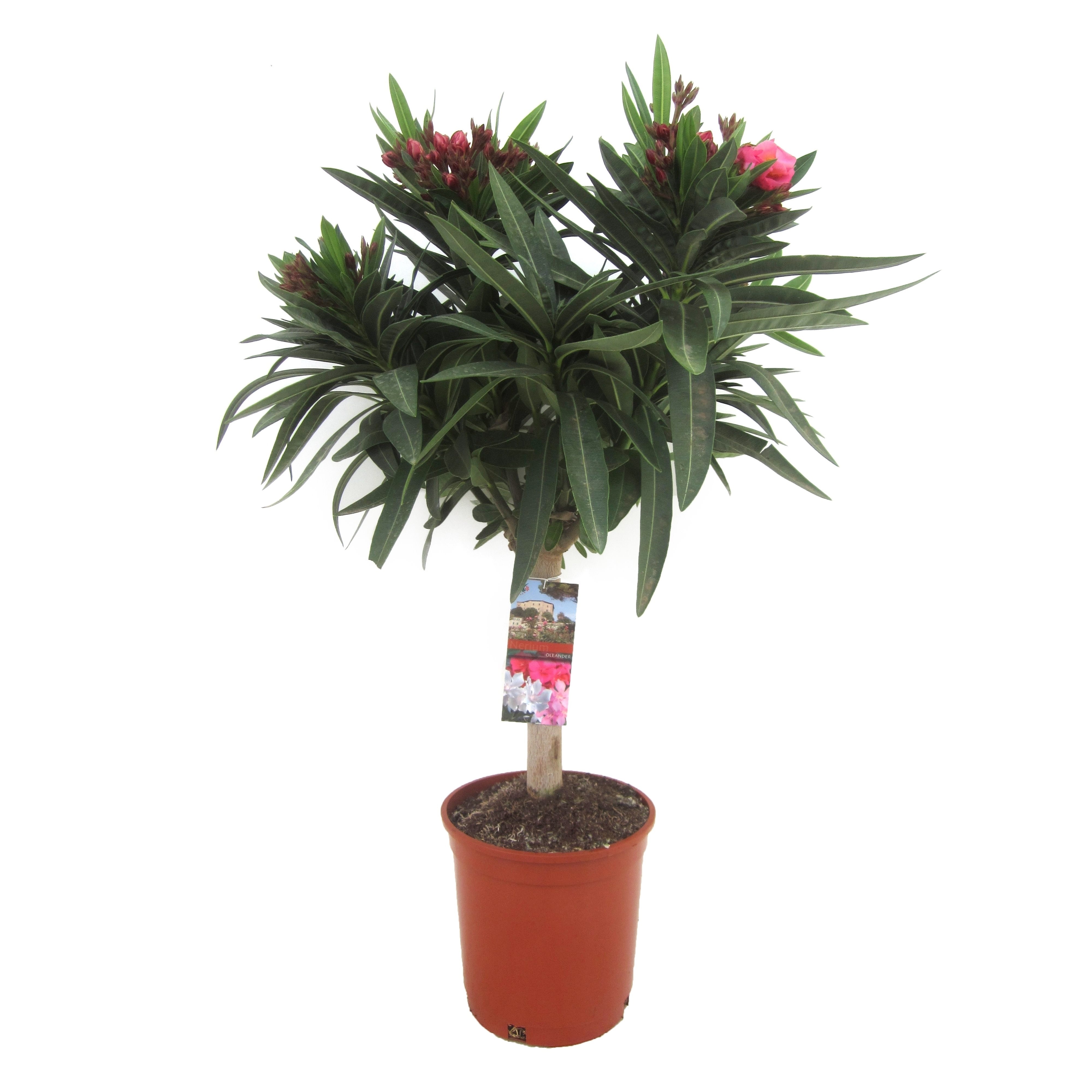 Leandru, in ghiveci, 17 cm