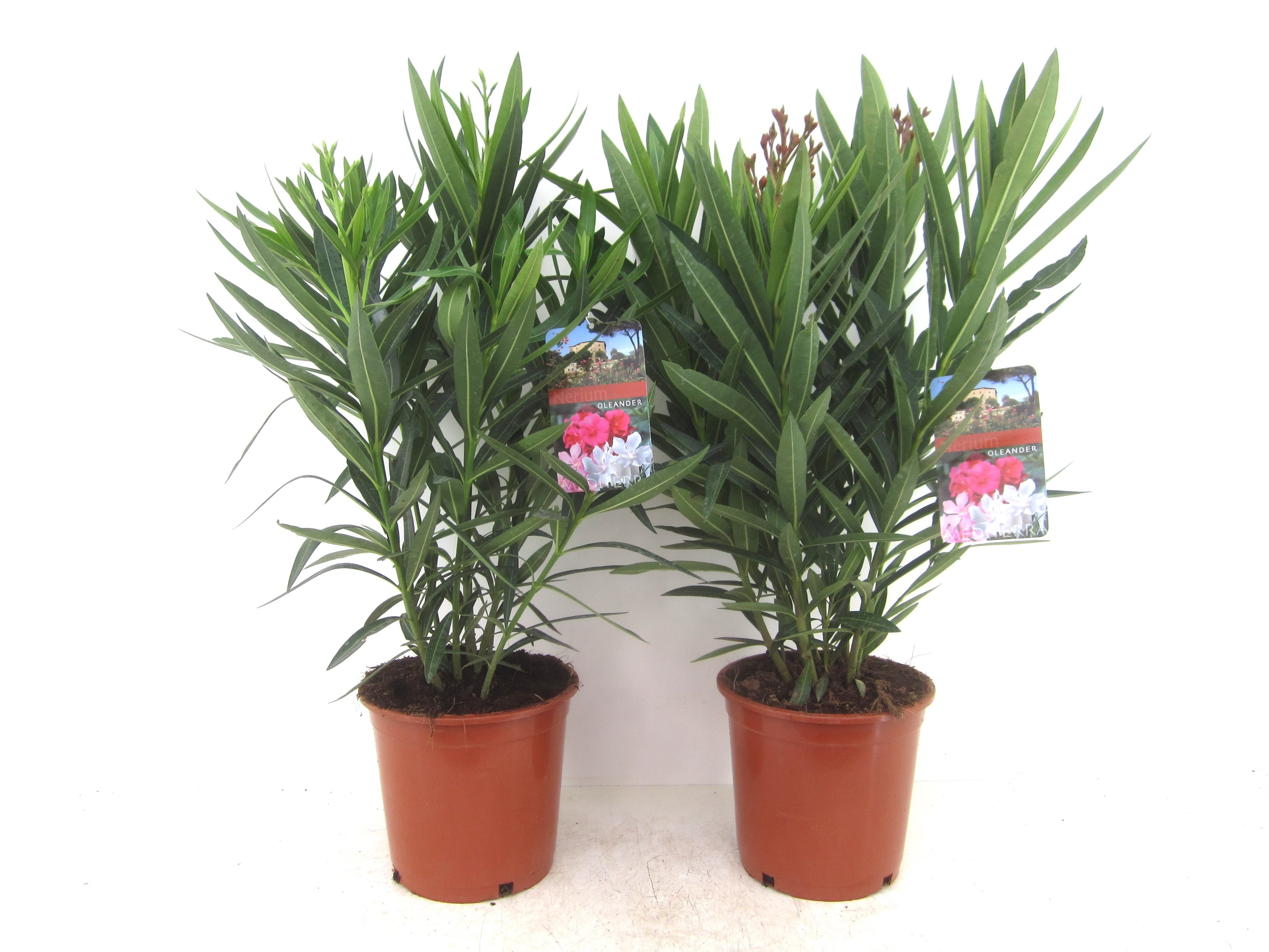 Leandru, in ghiveci, 21 cm