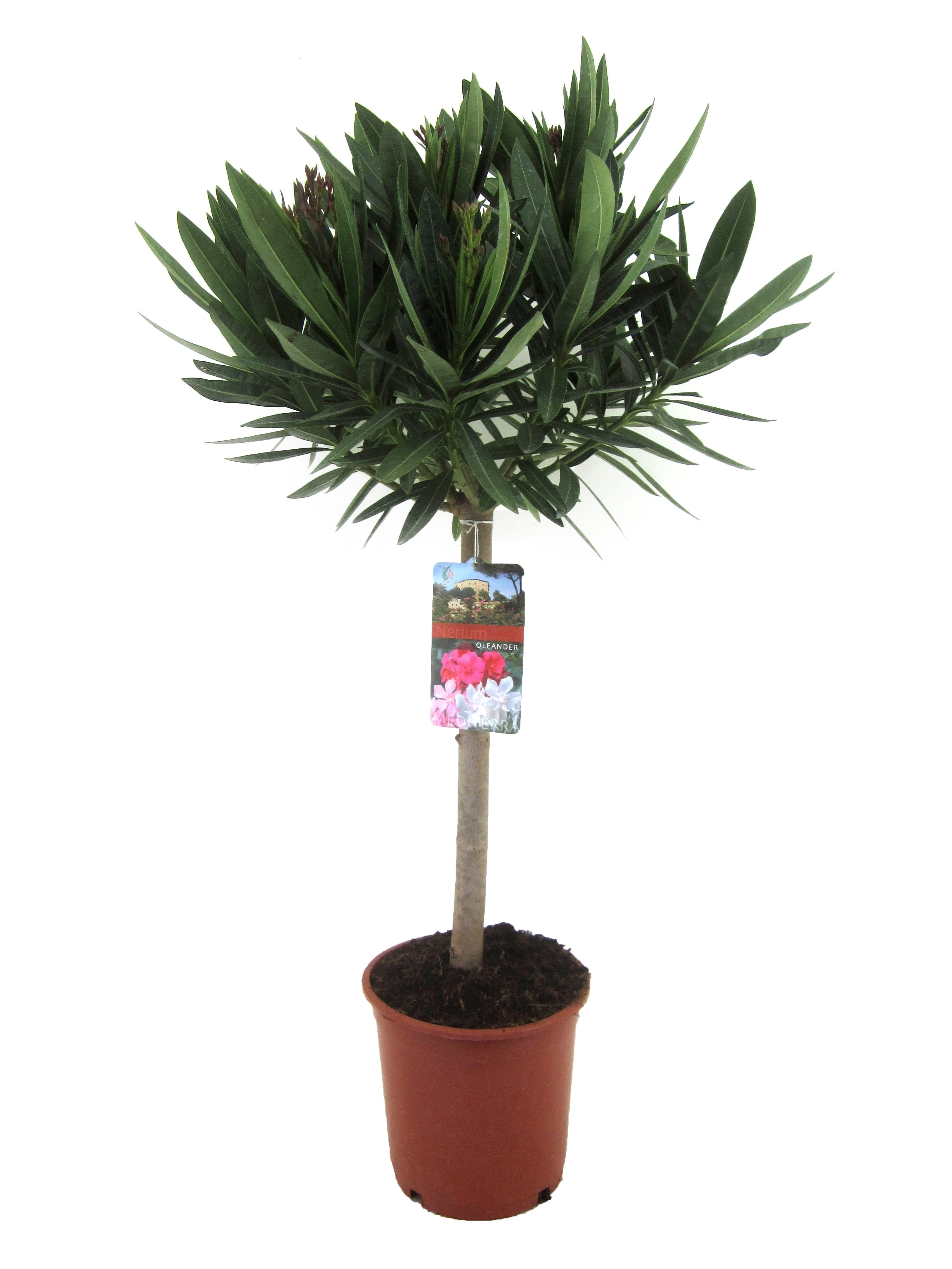 Leandru, in ghiveci, 21 cm