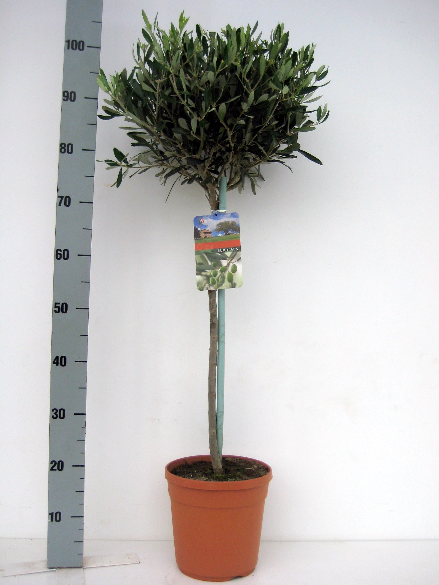 Maslin, in ghiveci, 21 cm