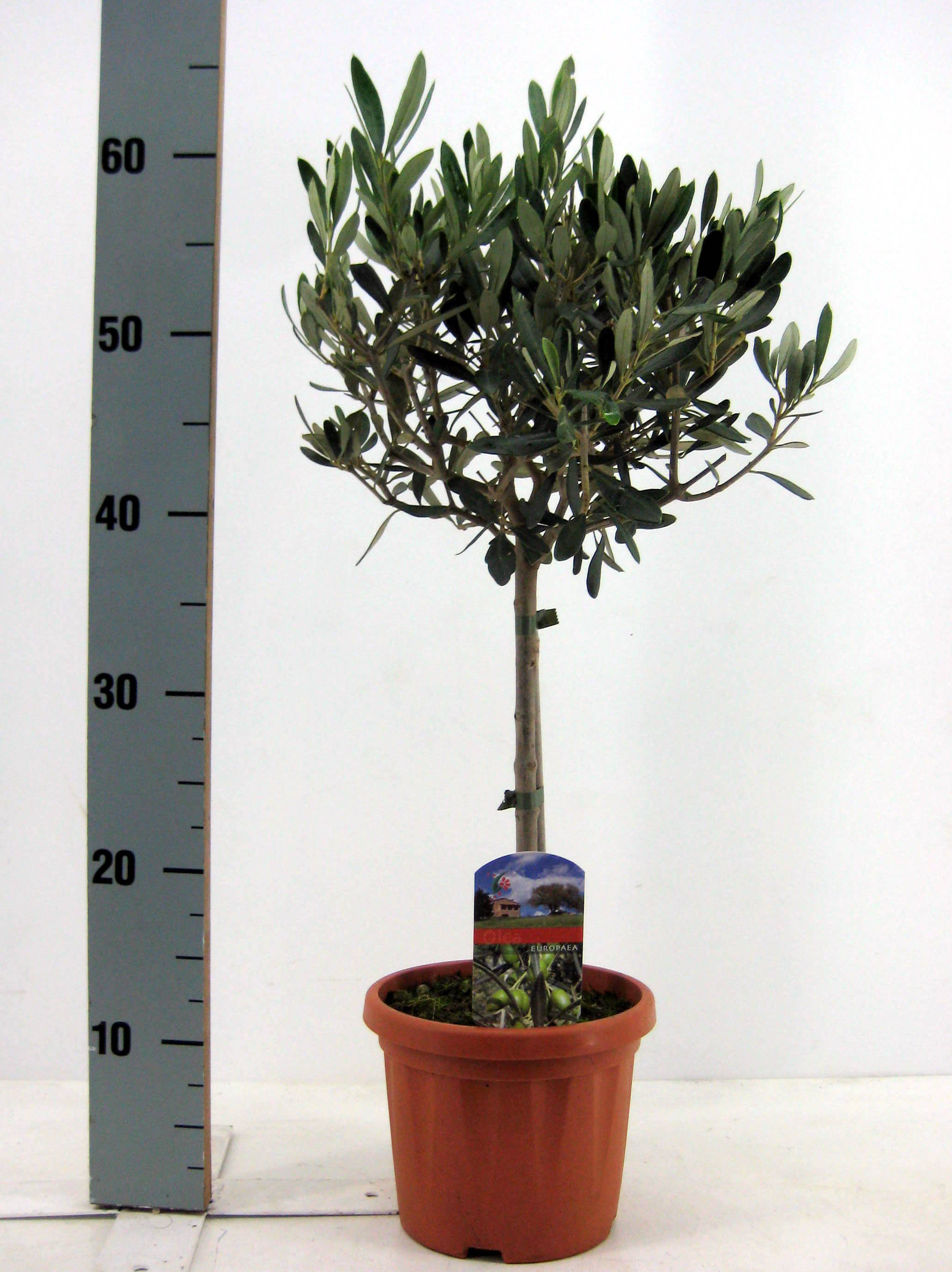 Maslin, in ghiveci, 17 cm