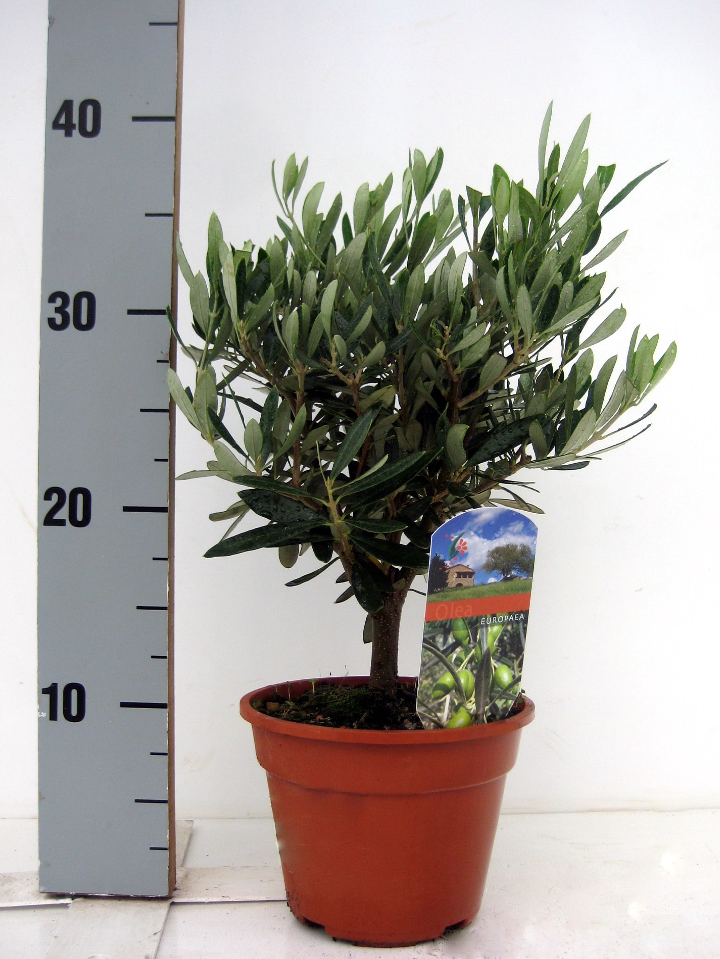 Maslin, in ghiveci, 14 cm