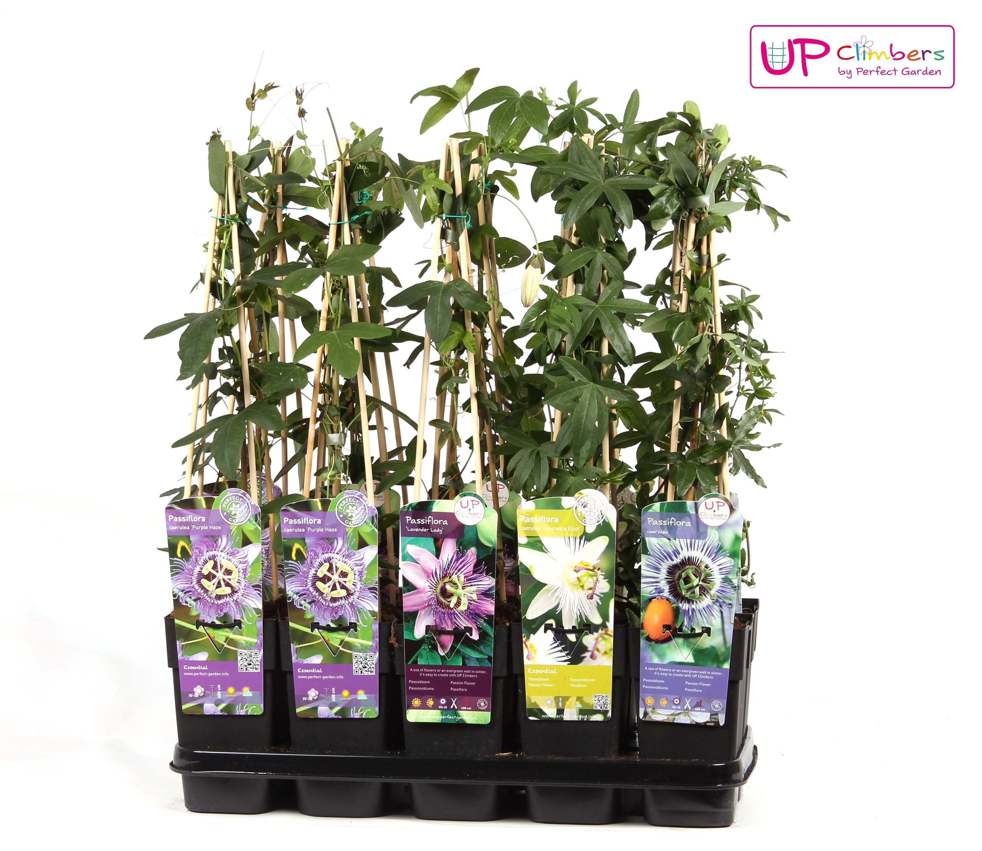 Passiflora mix, in ghiveci, 12 cm