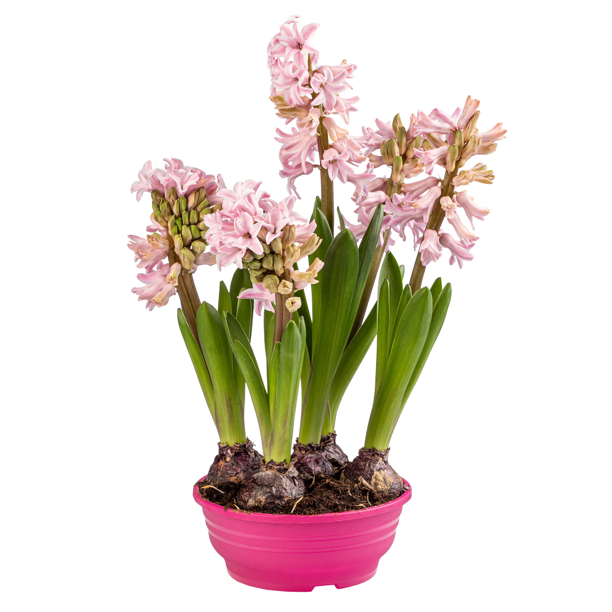 Bulb zambila, in ghiveci, 16 cm  