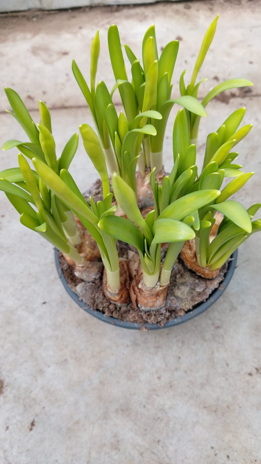 Bulbi narcise, in ghiveci, 6 cm  