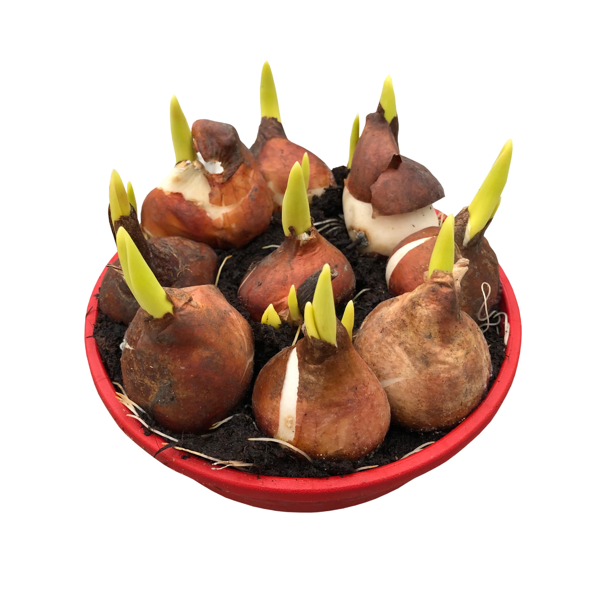 Lalea, 5 bulbi, in ghiveci, 16 cm  