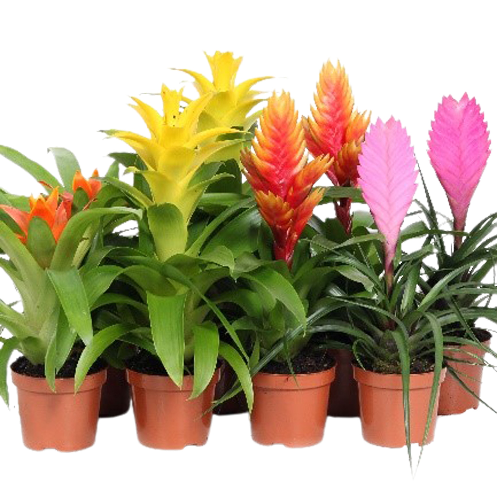 Bromelia mix, in ghiveci, 9 cm