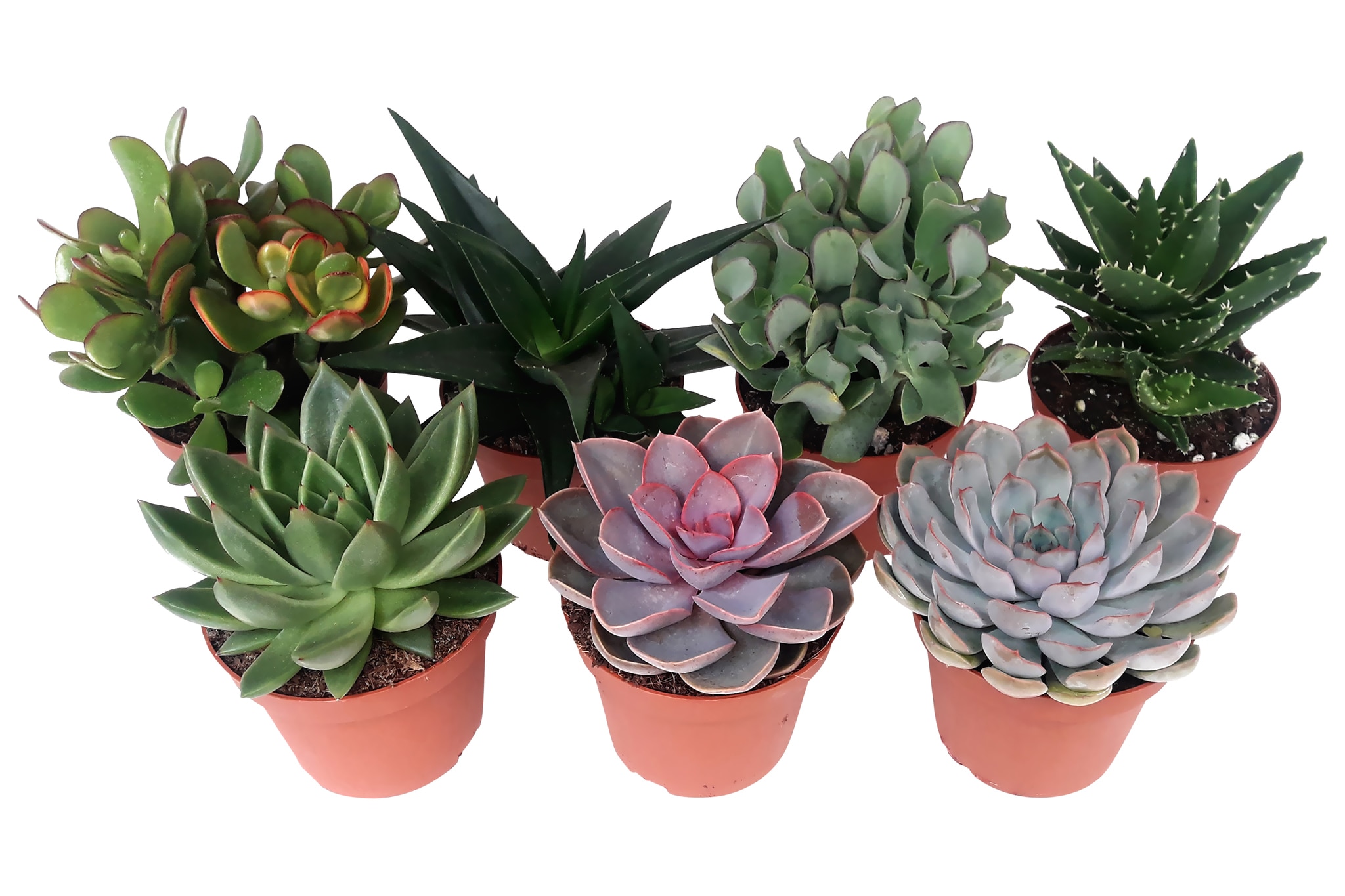 Cactus, in ghiveci, 10.5 cm