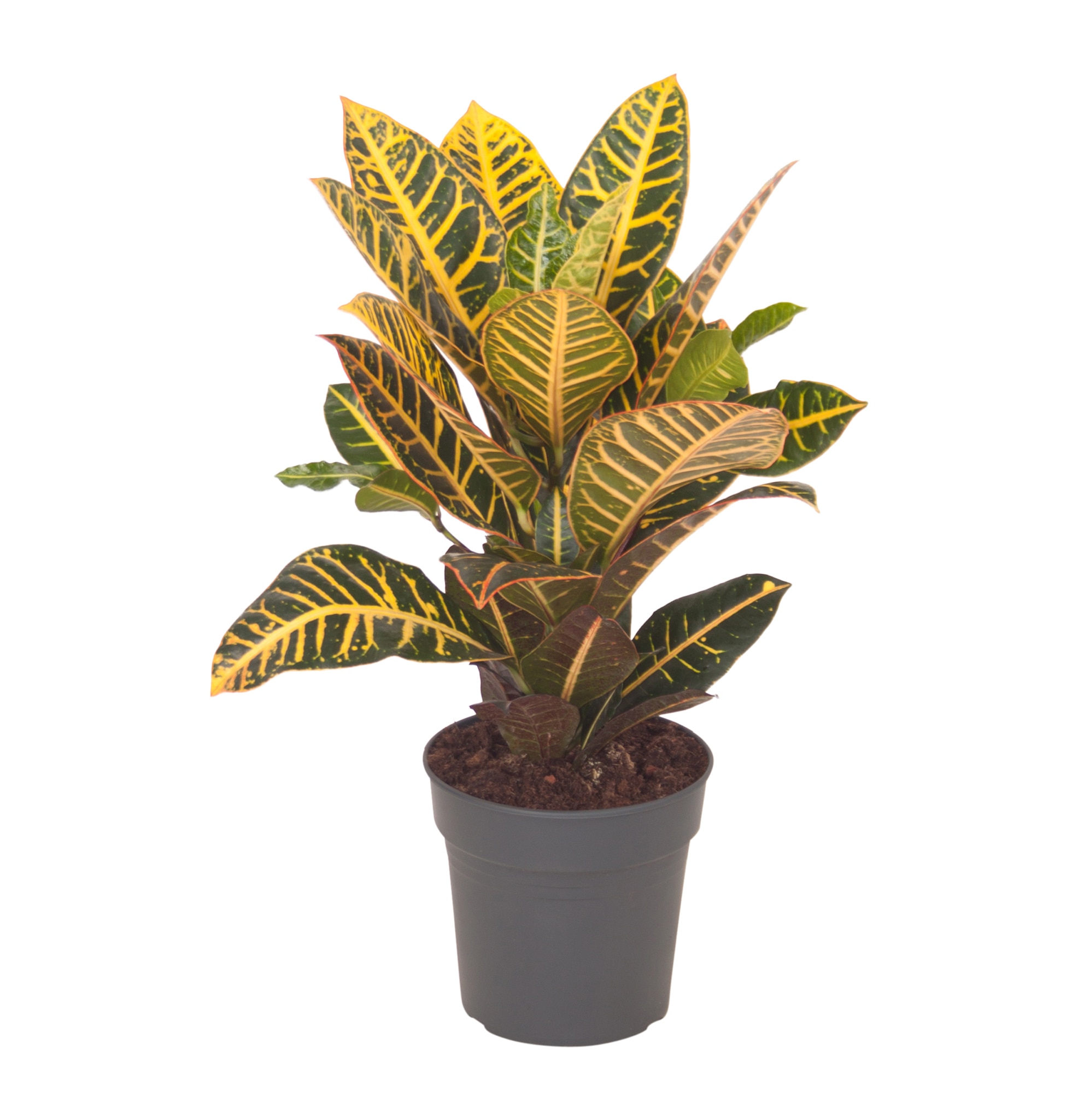 Croton, in ghiveci, diametru 13 cm