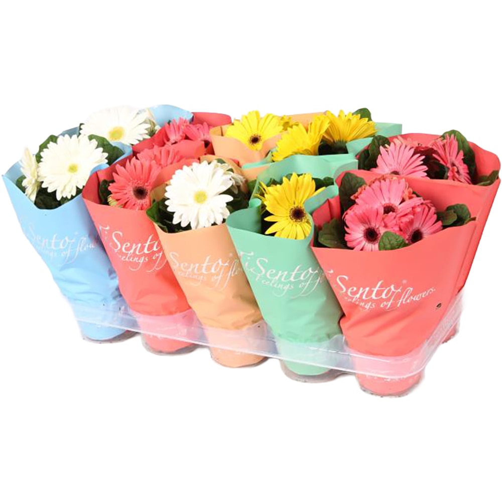 Gerbera, H 25-35 cm