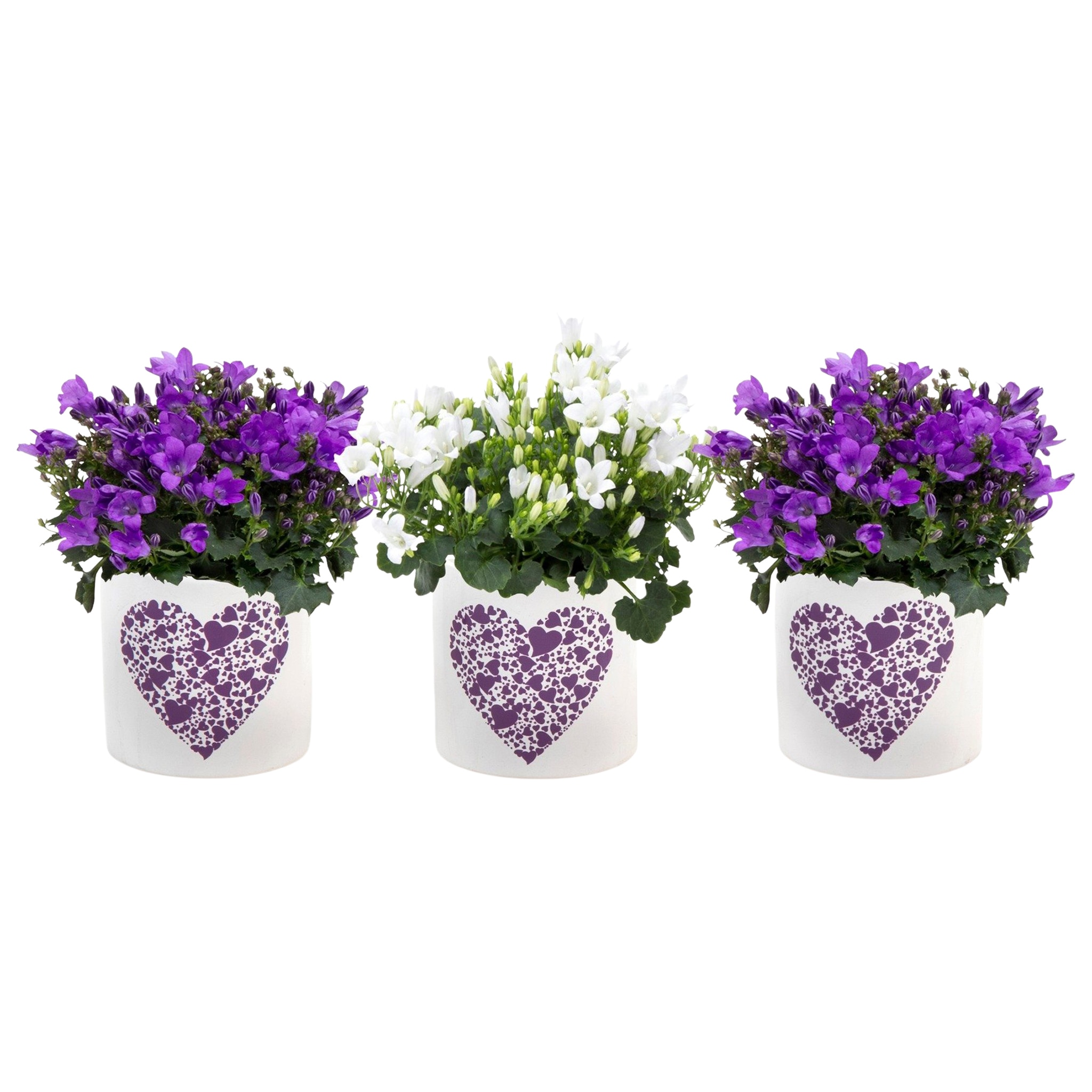 Mini Campanula, in ghiveci, 6 cm