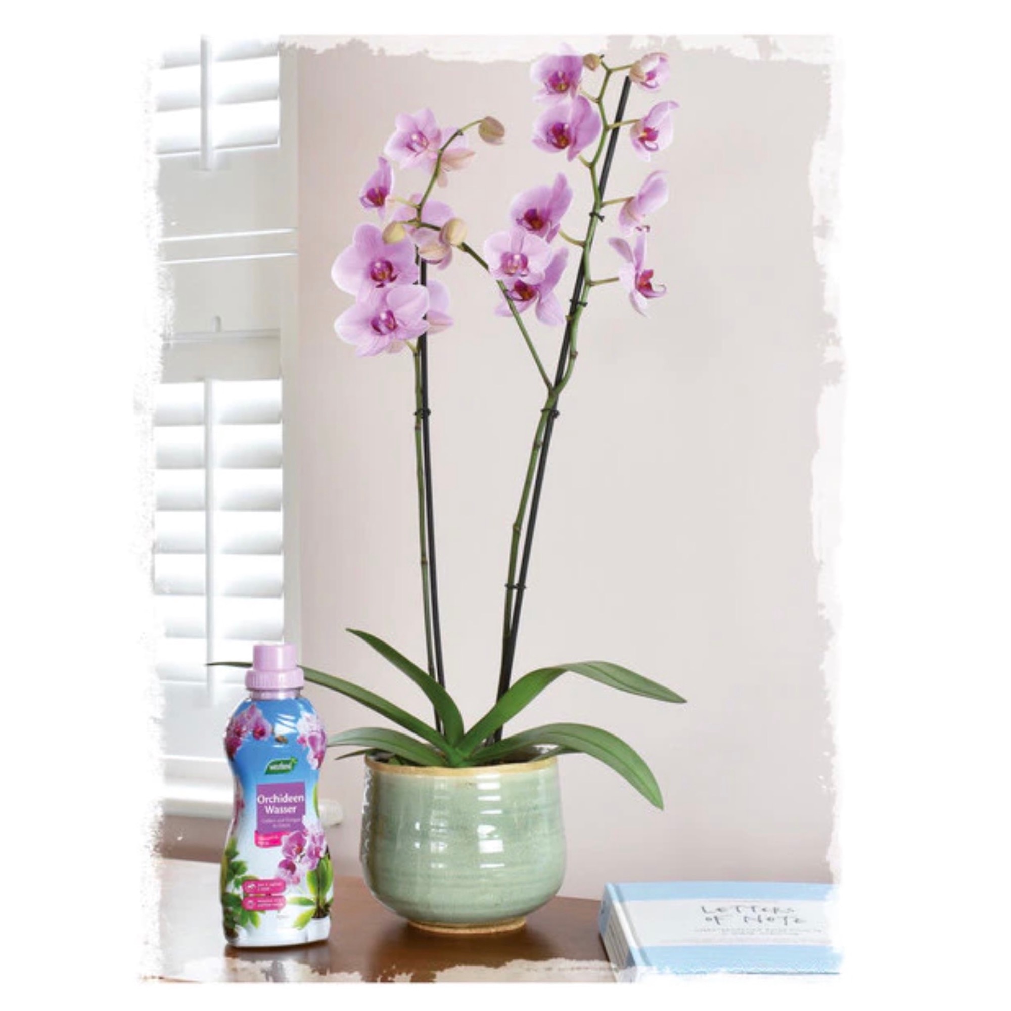 Ingrasamant lichid pentru orhidee, 0.72 l  Westland