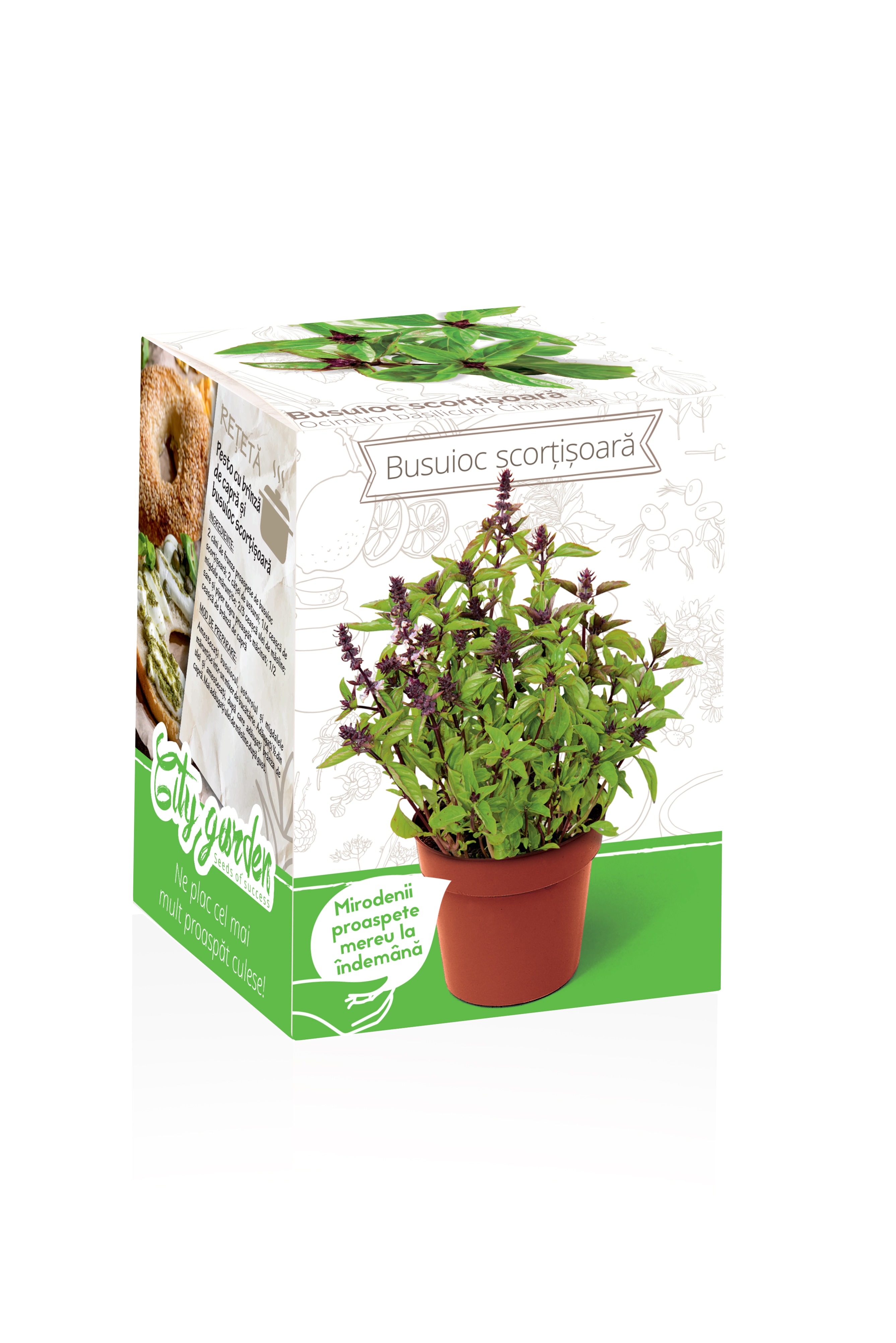 Busuioc Cu Aroma De Scortisoara