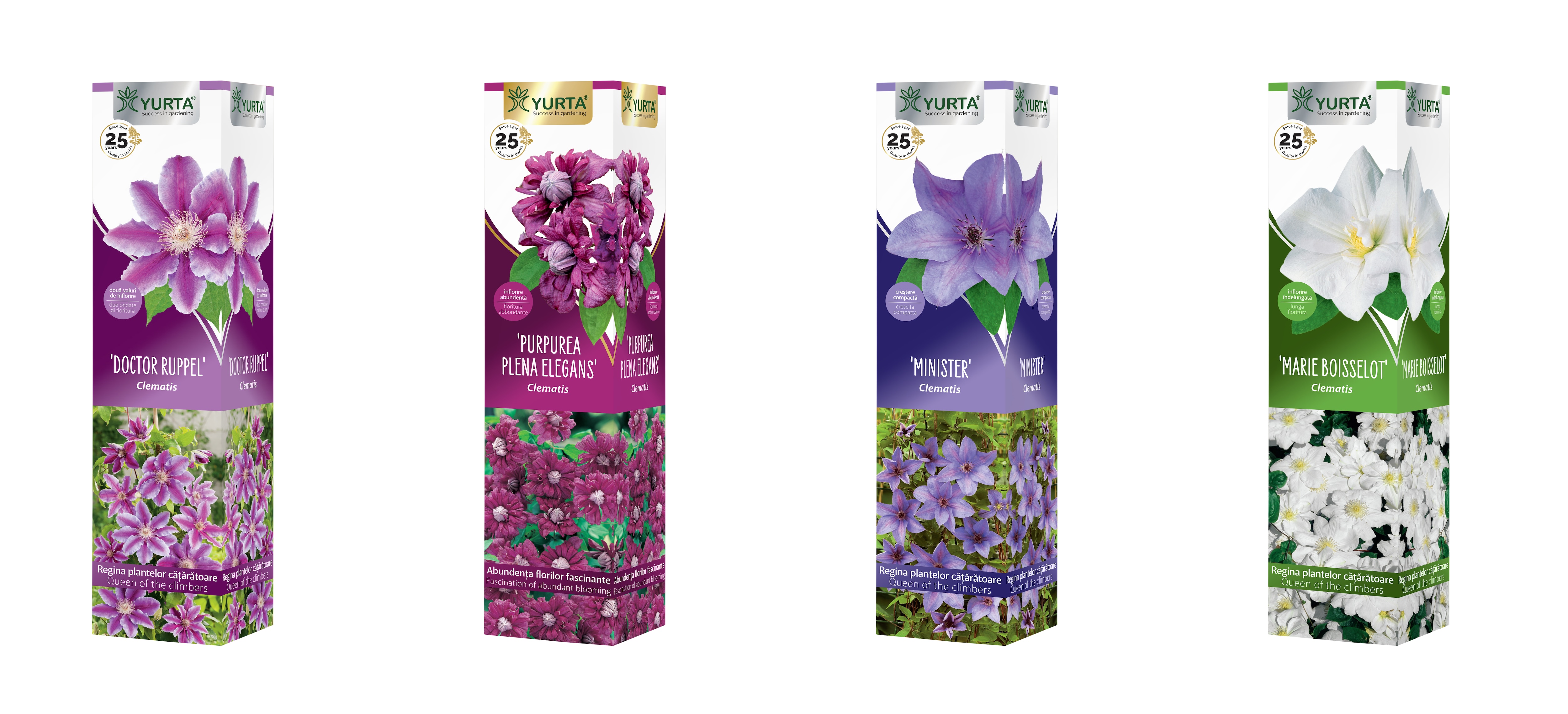 Planta cataratoare Clematis