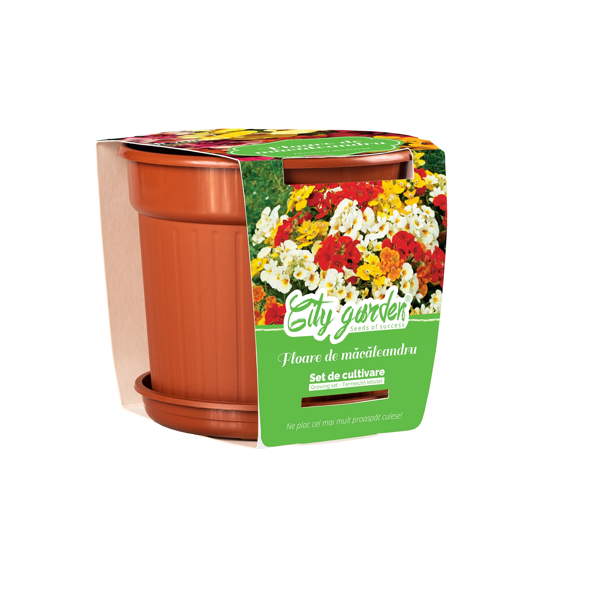 Flori Nemesia Strumosa Ghiveci