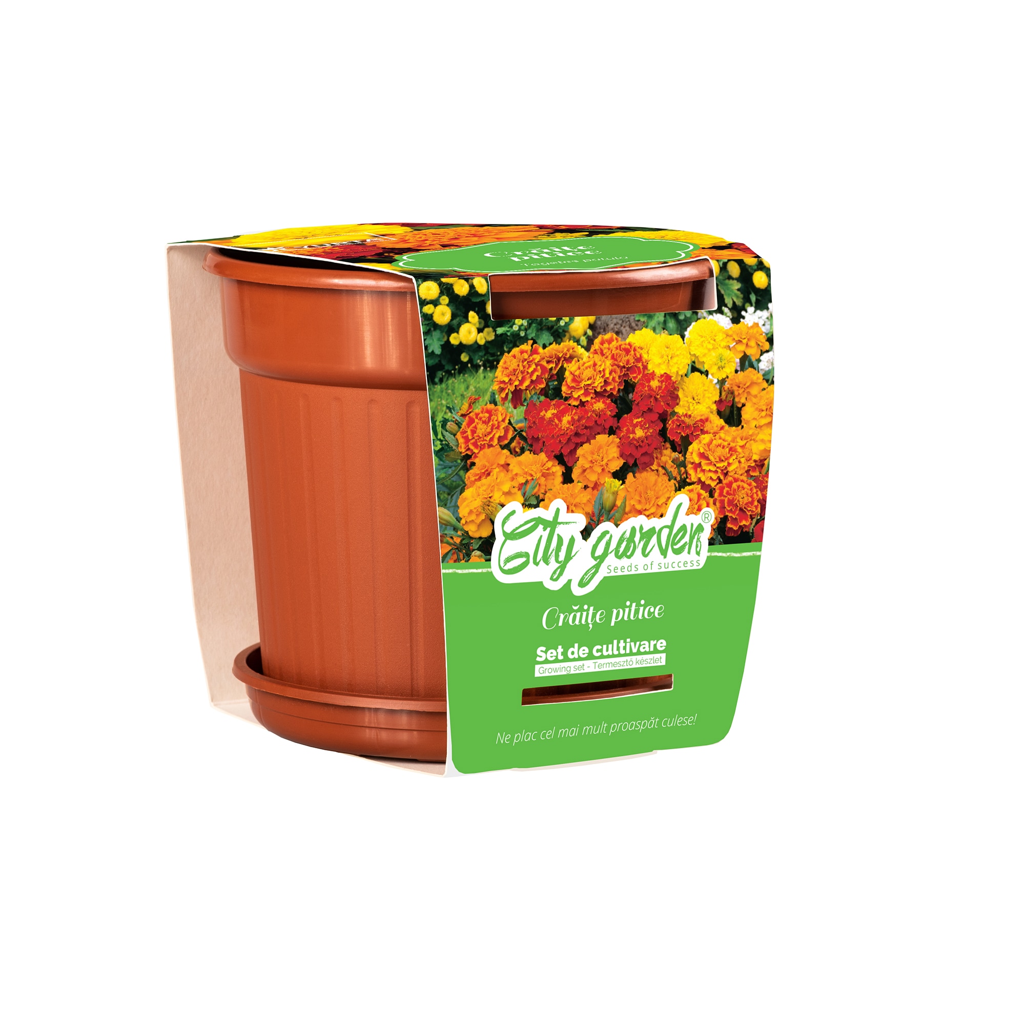 Flori Tagetes Patula Nana Ghiveci